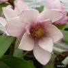 Magnolia Fairy Blush - Michelia Hybride -Promesse de fleurs Boutique Magnolia Fairy Blush 0536 1