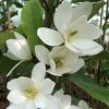 Magnolia Fairy White - Michelia Hybride -Promesse de fleurs Boutique Magnolia Fairy White Michelia hybride blanc 79053 1