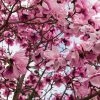 Magnolia Iolanthe -Promesse de fleurs Boutique Magnolia Iolanthe copyright 16758 1