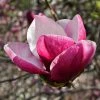 Magnolia March Till Frost -Promesse de fleurs Boutique Magnolia March Till Frost copyright 1002691 1