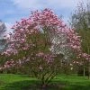 Magnolia Star Wars - Magnolia Campbellii (x) Liliiflora 2 Magnolia Star Wars - Magnolia Campbellii (x) Liliiflora -Promesse de fleurs Boutique Magnolia Star Wars 82210 1