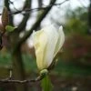 Magnolia Yellow Lantern -Promesse de fleurs Boutique Magnolia Yellow Lantern copyright 18302 1