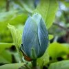 Magnolia Acuminata Blue Baby -Promesse de fleurs Boutique Magnolia acuminata Blue Baby IF 17923 1