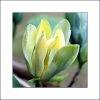 Magnolia Acuminata Blue Opal -Promesse de fleurs Boutique Magnolia acuminata Blue Opal 84152 1