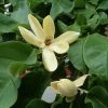 Magnolia Brooklynensis Yellow Bird -Promesse de fleurs Boutique Magnolia brooklyniensisYellow Bird 84155 1