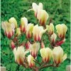 Magnolia Denudata Sunrise 2 Magnolia Denudata Sunrise -Promesse de fleurs Boutique Magnolia con Sunrise 16339 1