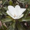 Magnolia Grandiflora Alta - -Promesse de fleurs Boutique Magnolia grandiflora Alta 84161 1