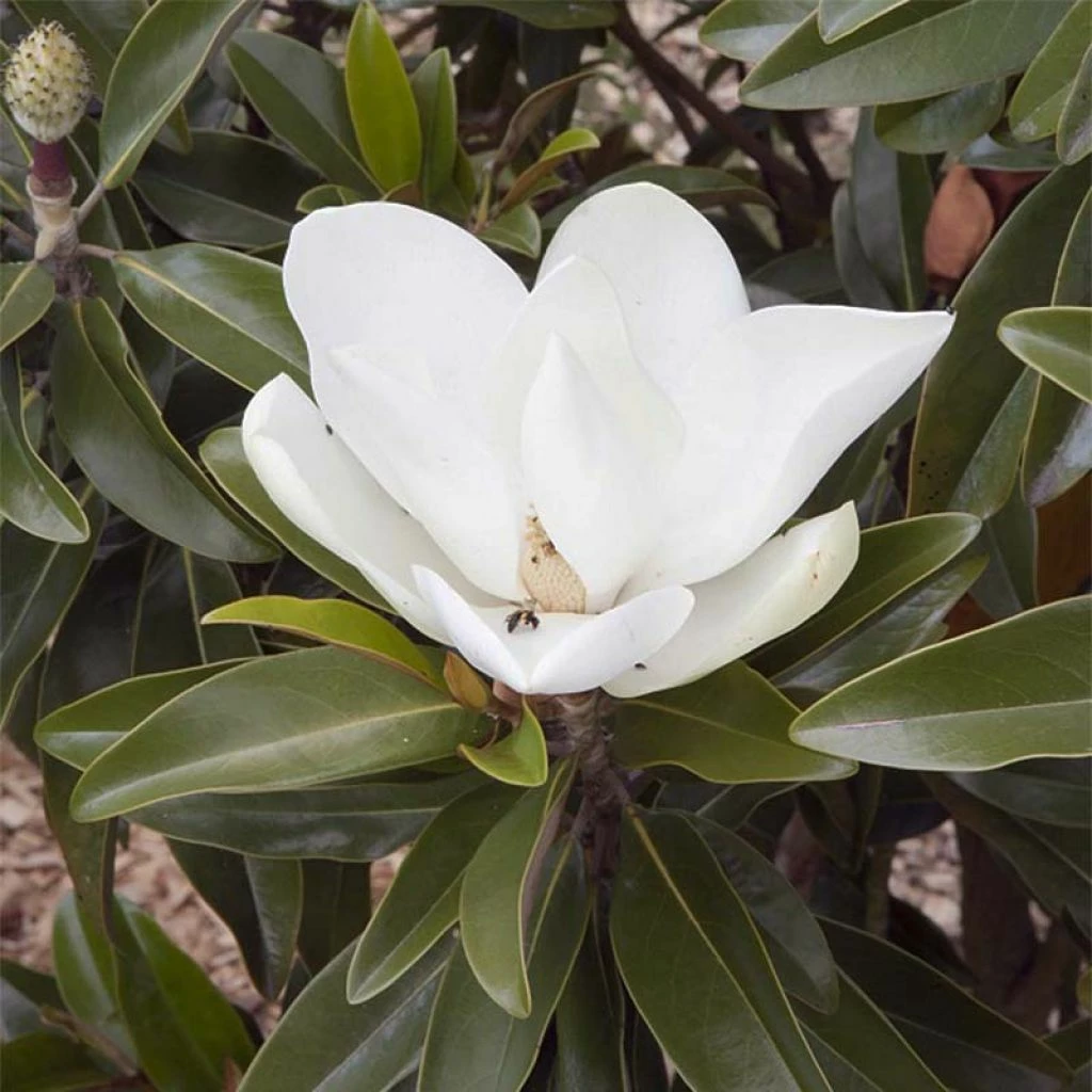 Magnolia Grandiflora Alta - 3 Magnolia Grandiflora Alta -