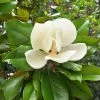 Magnolia Grandiflora Nana - Laurier-tulipier -Promesse de fleurs Boutique Magnolia grandiflora Nana praecox Laurier tulipier copyright 1007232 1