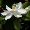 Magnolia Grandiflora Treyve -Promesse de fleurs Boutique Magnolia grandiflora Treyve 88577 1