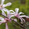 Magnolia Loebneri Merrill -Promesse de fleurs Boutique Magnolia loebneri Merrill 84167 1