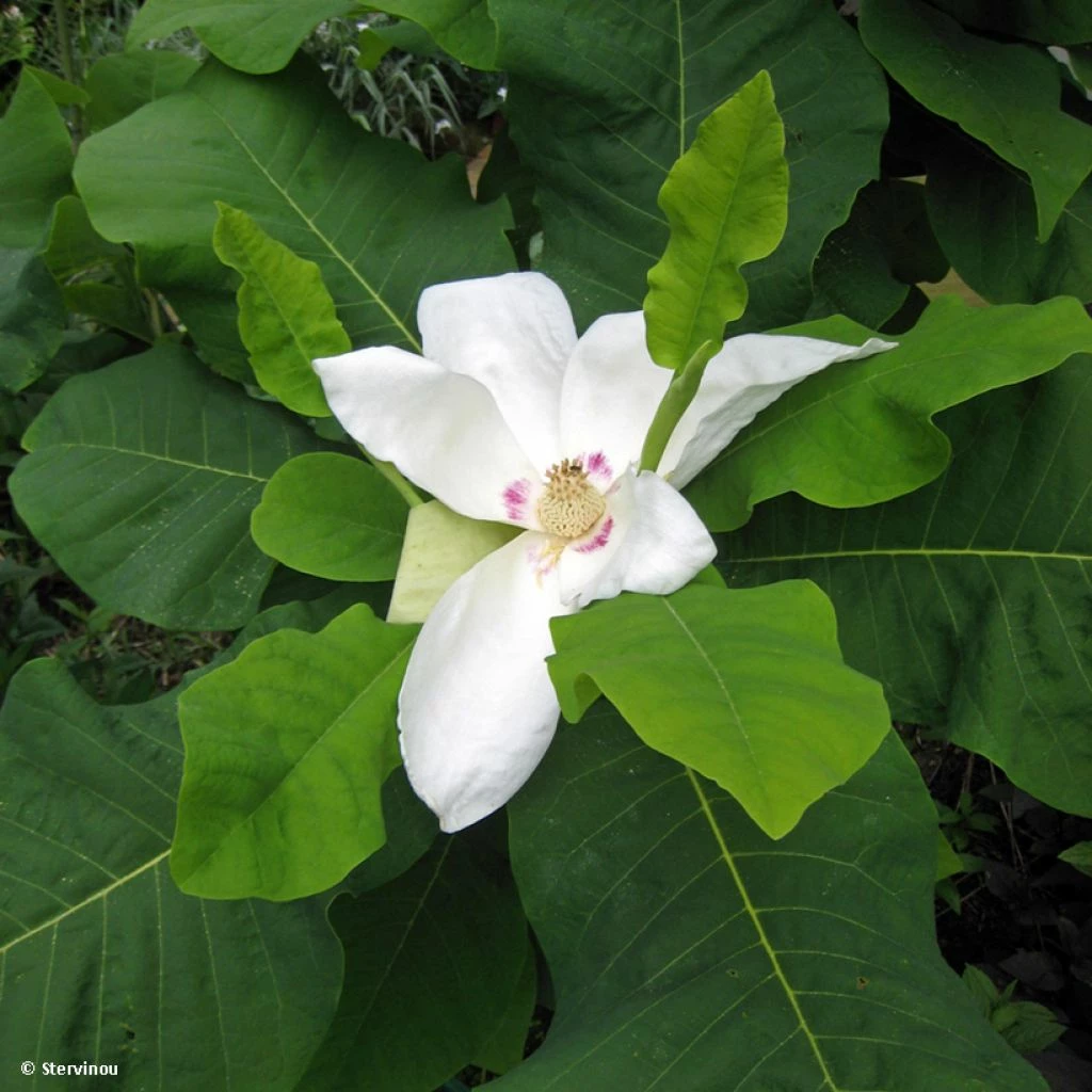 Magnolia Macrophylla Subsp. Ashei - Magnolia à Grandes Feuilles 3 Magnolia Macrophylla Subsp. Ashei - Magnolia à Grandes Feuilles