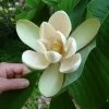 Magnolia Officinalis Biloba - Magnolia Officinal 1 Magnolia Officinalis Biloba - Magnolia Officinal -Promesse de fleurs Boutique Magnolia officinalis biloba 87142 1