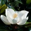 Magnolia Persistant D.d. Blanchard - Magnolias Grandiflora -Promesse de fleurs Boutique Magnolia persistant Dd blanchard 85742 1