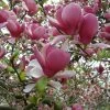 Magnolia Soulangeana Rustica Rubra -Promesse de fleurs Boutique Magnolia soulangeana Rustica Rubra 781629 1