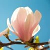 Magnolia Sprengeri Pink Beauty 1 Magnolia Sprengeri Pink Beauty -Promesse de fleurs Boutique Magnolia sprengeri Pink Beauty 84168 1