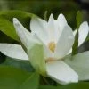 Magnolia Thompsoniana -Promesse de fleurs Boutique Magnolia thompsoniana 84171 1