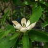 Magnolia Virginiana Glauca - Magnolia De Virginie -Promesse de fleurs Boutique Magnolia virginiana Glauca 84172 1