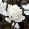 Magnolia Loebneri Wildcat 1 Magnolia Loebneri Wildcat -Promesse de fleurs Boutique Magnolia x loebneri Wildcat 87397 1