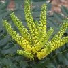 Mahonia Japonica Hivernant 1 Mahonia Japonica Hivernant -Promesse de fleurs Boutique Mahonia Japonica Hivernant 781779 1