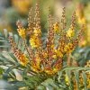Mahonia Volcano -Promesse de fleurs Boutique Mahonia Volcano copyright 16583 1