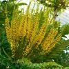 Mahonia Bealei -Promesse de fleurs Boutique Mahonia bealei 89656 1