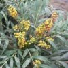 Mahonia Confusa Nara Hiri - Mahonia Hybride 1 Mahonia Confusa Nara Hiri - Mahonia Hybride -Promesse de fleurs Boutique Mahonia confusa Nara Hiri 782017 1 1