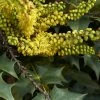 Mahonia (x) Wagneri Fireflame 1 Mahonia (x) Wagneri Fireflame -Promesse de fleurs Boutique Mahonia x wagneri Fireflame copyright 17030 1 1
