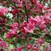 Pommier D'ornement - Malus Liset -Promesse de fleurs Boutique Malus Liset 100153 1