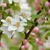 Pommier D'ornement - Malus Sugar Tyme -Promesse de fleurs Boutique Malus Sugar Tyme copyright 1007311 1