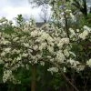 Pommier D'ornement - Malus Toringo Tina -Promesse de fleurs Boutique Malus toringo Tina 841771 1
