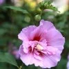 Hibiscus Syriacus Purple Pillar - Althéa -Promesse de fleurs Boutique Mauve en arbre Hibiscus syriacus Purple Pillar copyright 1002541 1