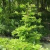 Metasequoia Glyptostroboides Chubby -Promesse de fleurs Boutique Metasequoia glyptostroboides Chubby 100737 1