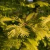Metasequoia Glyptostroboides Gold Rush 1 Metasequoia Glyptostroboides Gold Rush -Promesse de fleurs Boutique Metasequoia glyptostroboides Gold Rush 84179 1