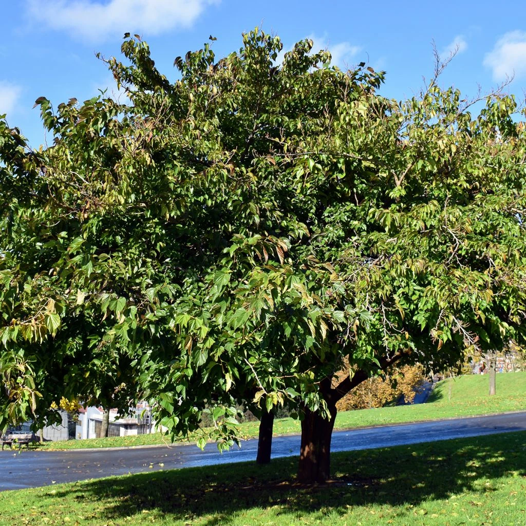 Morus Kagayamae (bombycis) - Mûrier Platane 3 Morus Kagayamae (bombycis) - Mûrier Platane