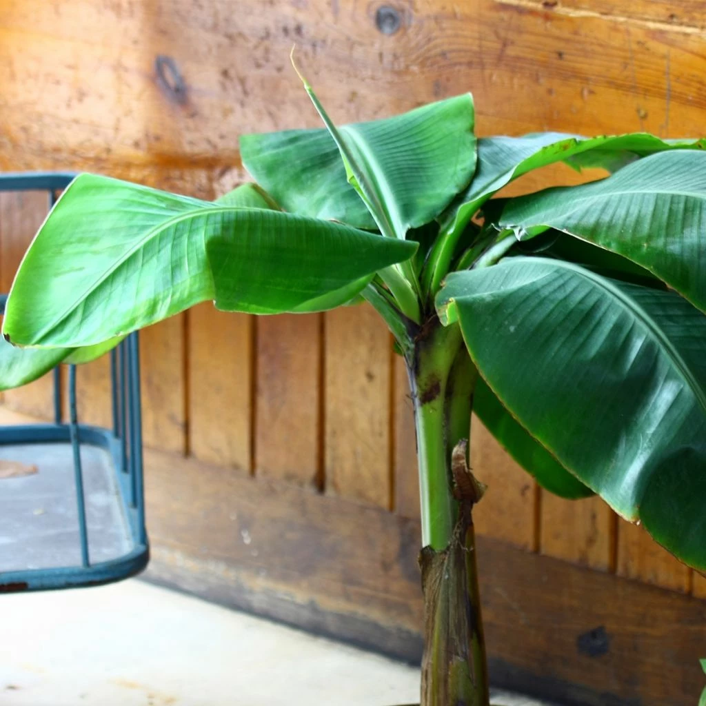 Musa Basjoo Tchetchenia - Bananier Du Japon 3 Musa Basjoo Tchetchenia - Bananier Du Japon