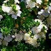 Myrtus Communis Tarentina - Myrte Commun 2 Myrtus Communis Tarentina - Myrte Commun -Promesse de fleurs Boutique Myrtus communis subsp Tarentina 82213 1