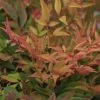 Nandina Domestica Gulf Stream - Bambou Sacré Orange Cuivre -Promesse de fleurs Boutique Nandina Gulfstream 0523 1