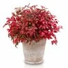 Bambou Sacré - Nandina Domestica Blush Pink 2 Bambou Sacré - Nandina Domestica Blush Pink -Promesse de fleurs Boutique Nandina domestica Blush Pink 1007442 1