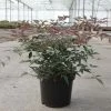 Nandina Domestica Flirt - Bambou Sacré Nain 1 Nandina Domestica Flirt - Bambou Sacré Nain -Promesse de fleurs Boutique Nandina domestica FLIRT 87158 1