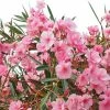 Laurier Rose - Nerium Oleander 2 Laurier Rose - Nerium Oleander -Promesse de fleurs Boutique Nerium oleander pot de 3L 83379 1