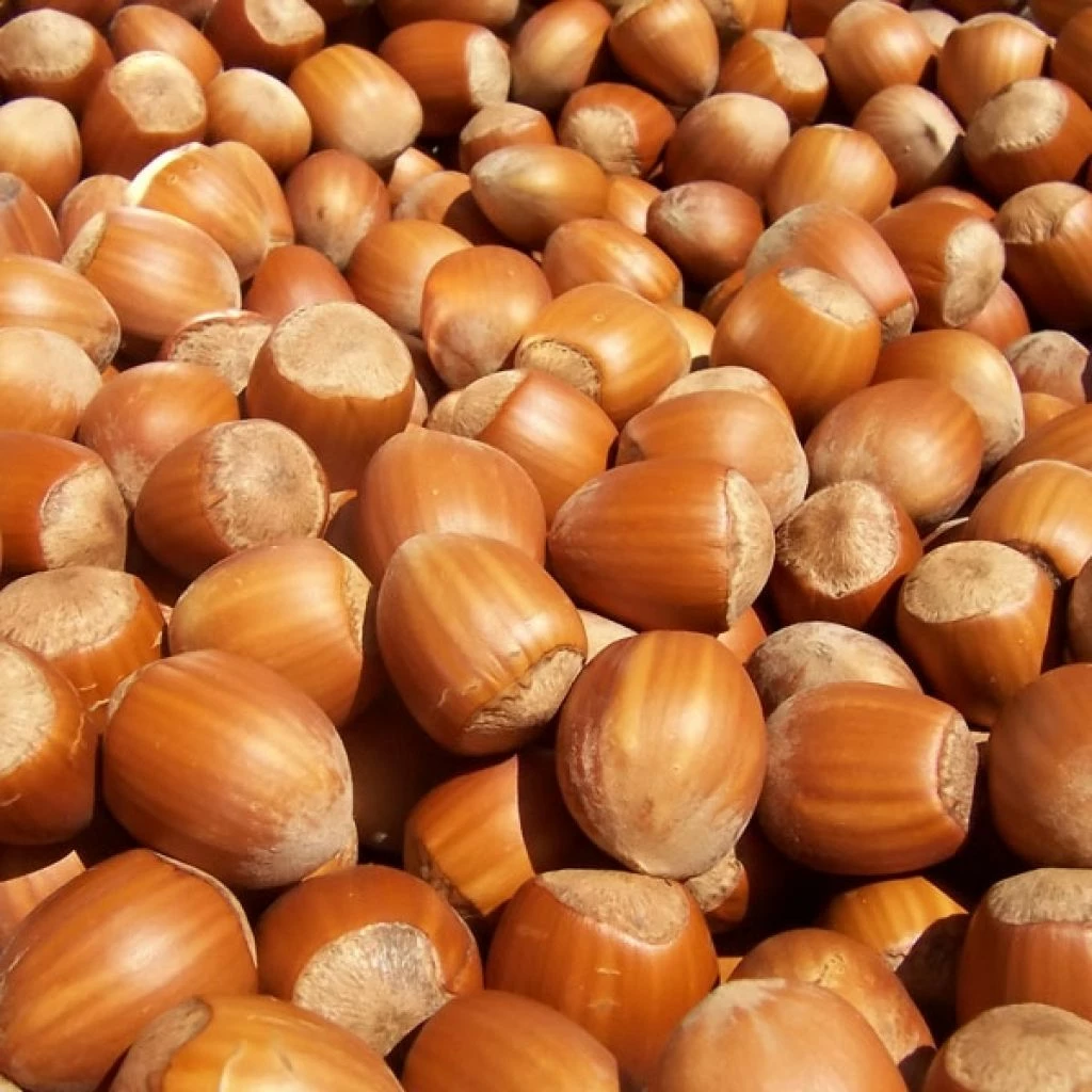 Noisetier Nottingham Frühe Ou Pearson's Prolific 3 Noisetier Nottingham Frühe Ou Pearson's Prolific