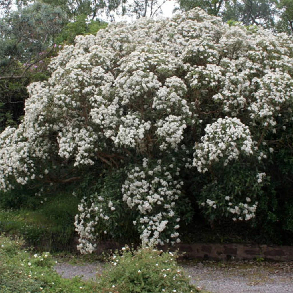 Olearia Macrodonta Major - Houx De Nouvelle-Zélande 3 Olearia Macrodonta Major - Houx De Nouvelle-Zélande