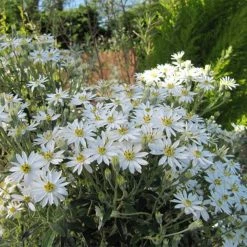 Olearia Scilloniensis