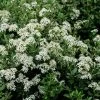 Olearia (x) Haastii - Aster En Arbre 2 Olearia (x) Haastii - Aster En Arbre -Promesse de fleurs Boutique Olearia x haastii 100156 1