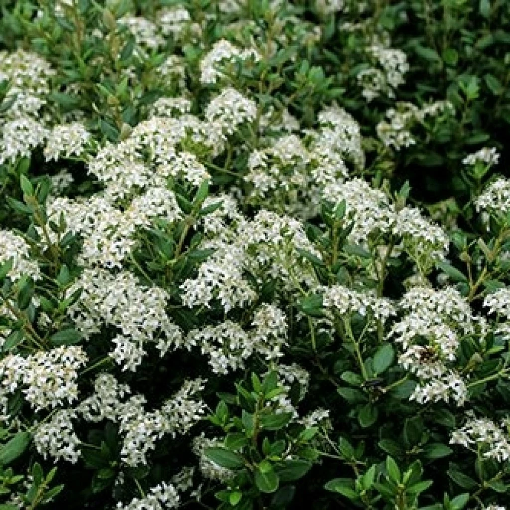 Olearia (x) Haastii - Aster En Arbre 3 Olearia (x) Haastii - Aster En Arbre