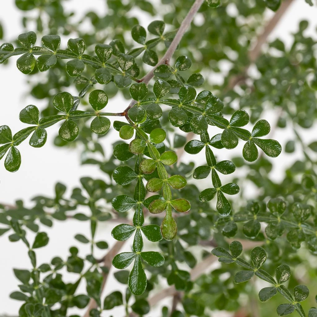 Operculicarya Decaryi - Faux-poivrier Du Japon 3 Operculicarya Decaryi - Faux-poivrier Du Japon