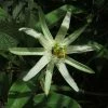 Passiflora Mucronata - Fleur De La Passion