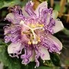 Passiflore Eia Popeia - Passiflora (x) Incarnata -Promesse de fleurs Boutique Passiflore Eia Poppeia IF 17377 1
