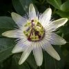 Passiflore, Fleur De La Passion - Passiflora Caerulea Clear Sky 2 Passiflore, Fleur De La Passion - Passiflora Caerulea Clear Sky -Promesse de fleurs Boutique Passiflore Fleur de la passion Passiflora caerulea Clear Sky copyright 1009182 1